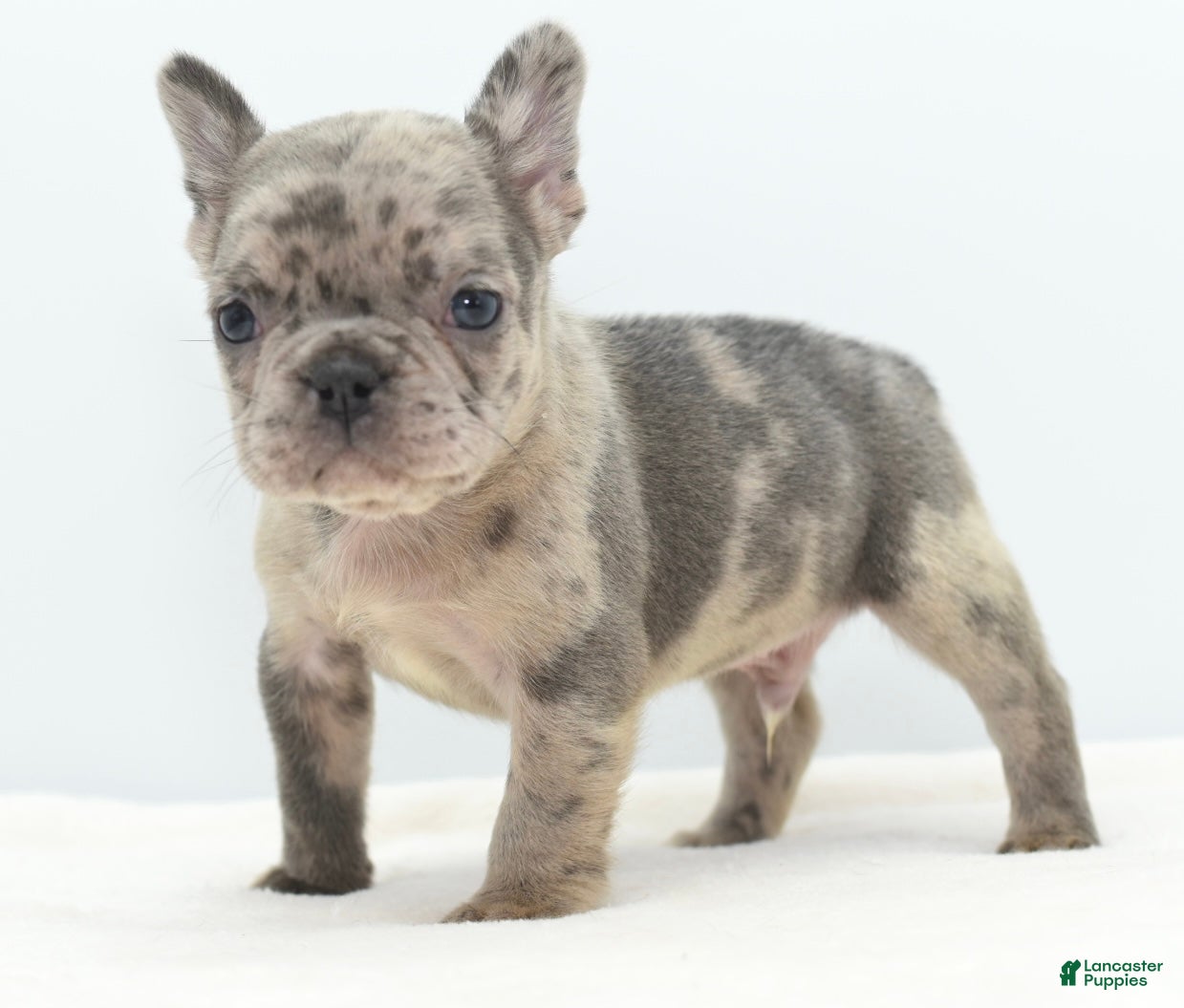 Mixed Breed dogs Chuck chocolate tri-color fluffy  - Ad 16