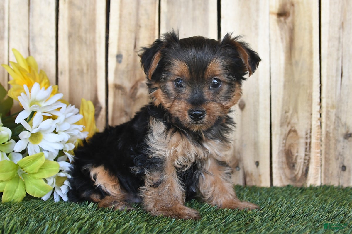 Yorkshire Terrier dogs Dakota - Ad 1