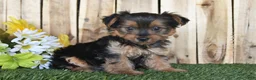 Yorkshire Terrier dogs for sale: Dakota - Ad 1