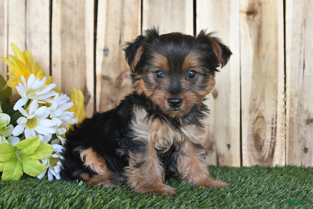 Yorkshire Terrier dogs for sale: Dakota - Ad 1