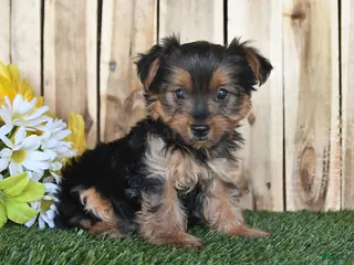 Yorkshire Terrier dogs for sale: Dakota - Ad 1