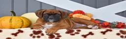 Boxer dogs for sale: Caramel - Ad 4