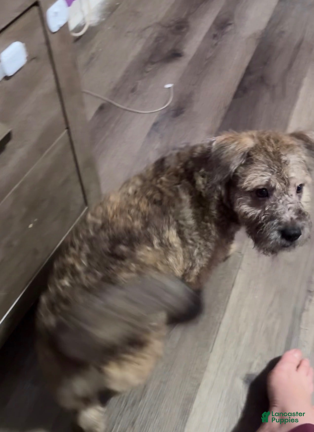 Mixed Breed dogs for sale: Mixed Breed 1 - Ad 8