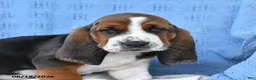 Basset Hound dogs for sale: Charles - Ad 3