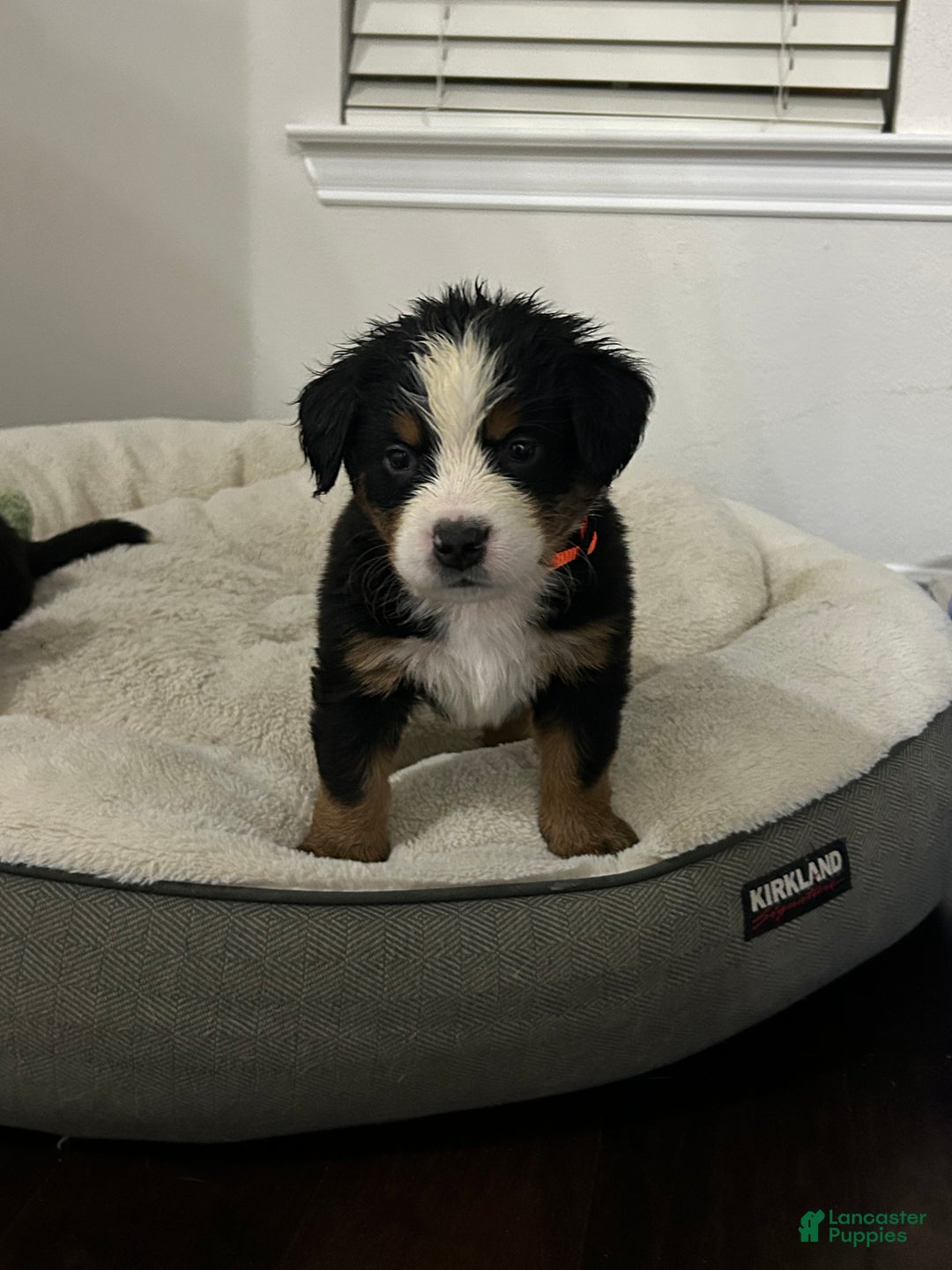 Bernese Mountain Dog dogs for sale: Bernese Mountain Dog Puppy 1 - Ad 1
