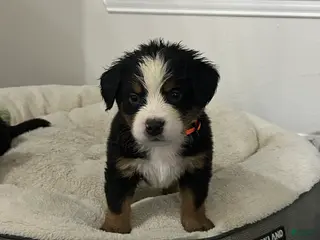 Bernese Mountain Dog dogs for sale: Bernese Mountain Dog Puppy 1 - Ad 1