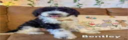 Saint Berdoodles dogs for sale: Bentley - Ad 1
