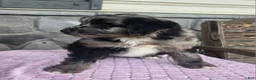Mini Aussiedoodle dogs for sale: Alisha - Ad 3
