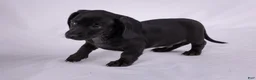 Miniature Dachshund dogs for sale: Peter - Ad 1