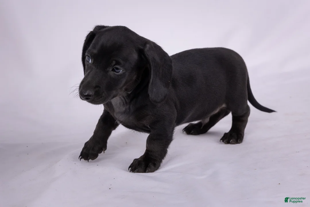 Miniature Dachshund dogs for sale: Peter - Ad 1
