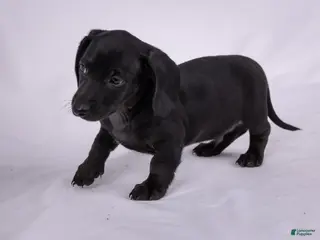 Miniature Dachshund dogs for sale: Peter - Ad 4