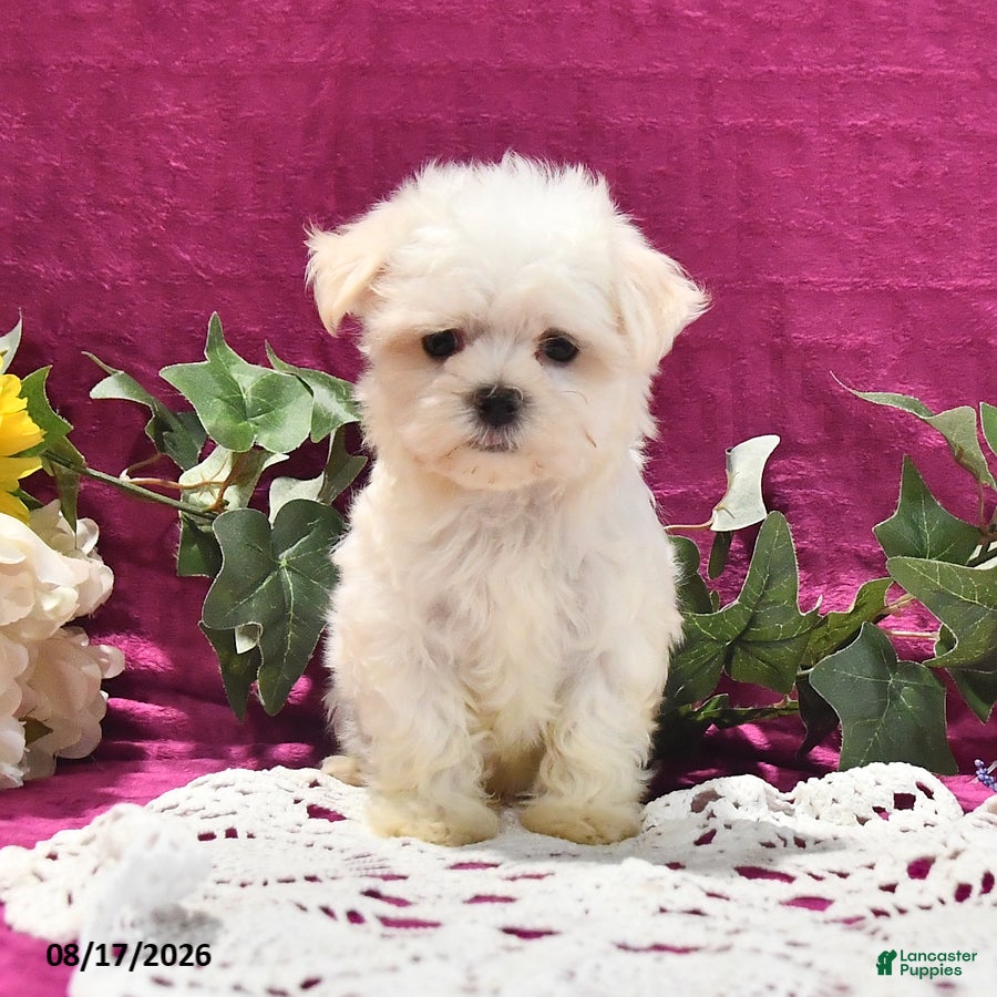 Maltese dogs Toby - Ad 1