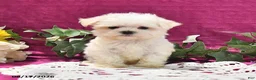 Maltese dogs for sale: Toby - Ad 1
