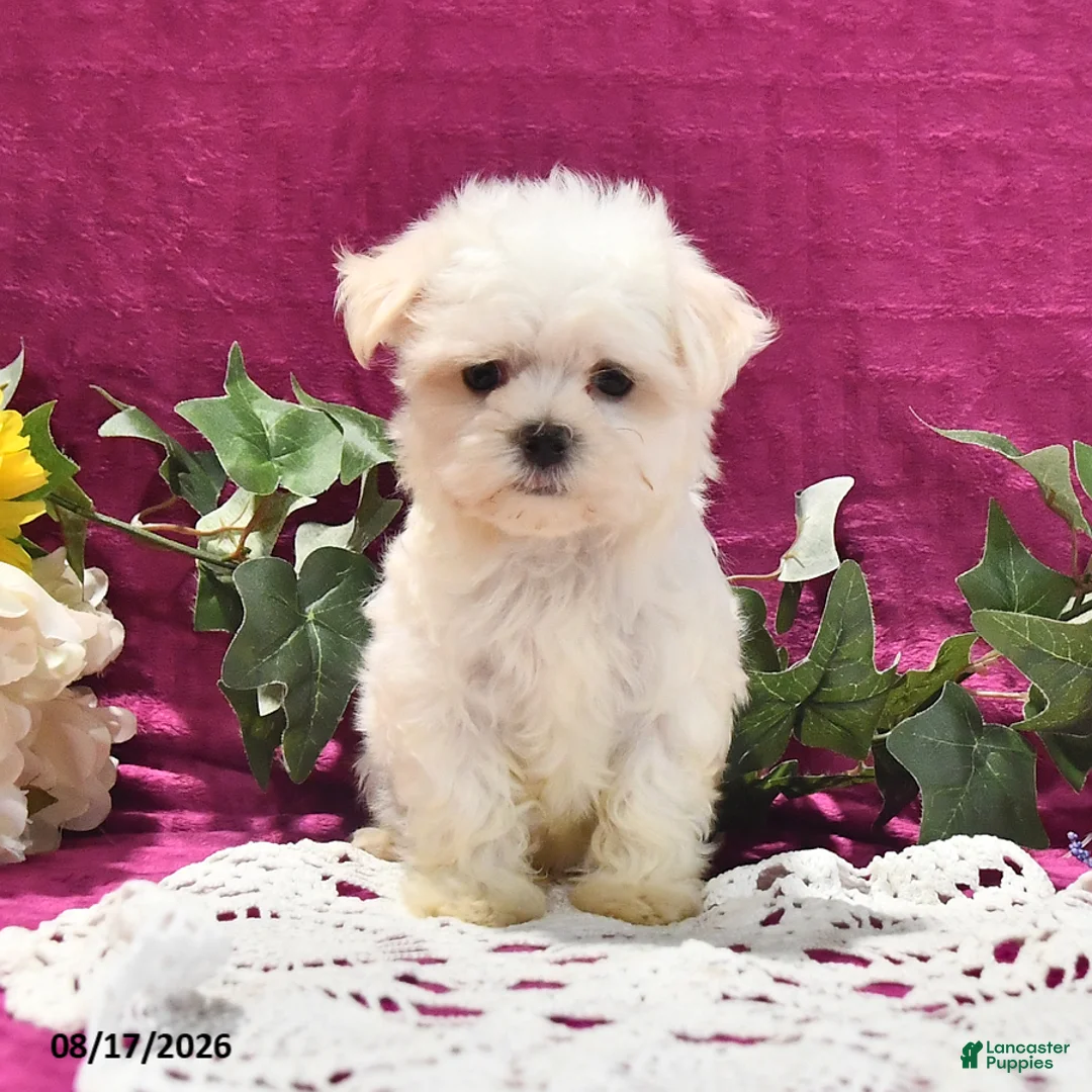 Maltese dogs for sale: Toby - Ad 1