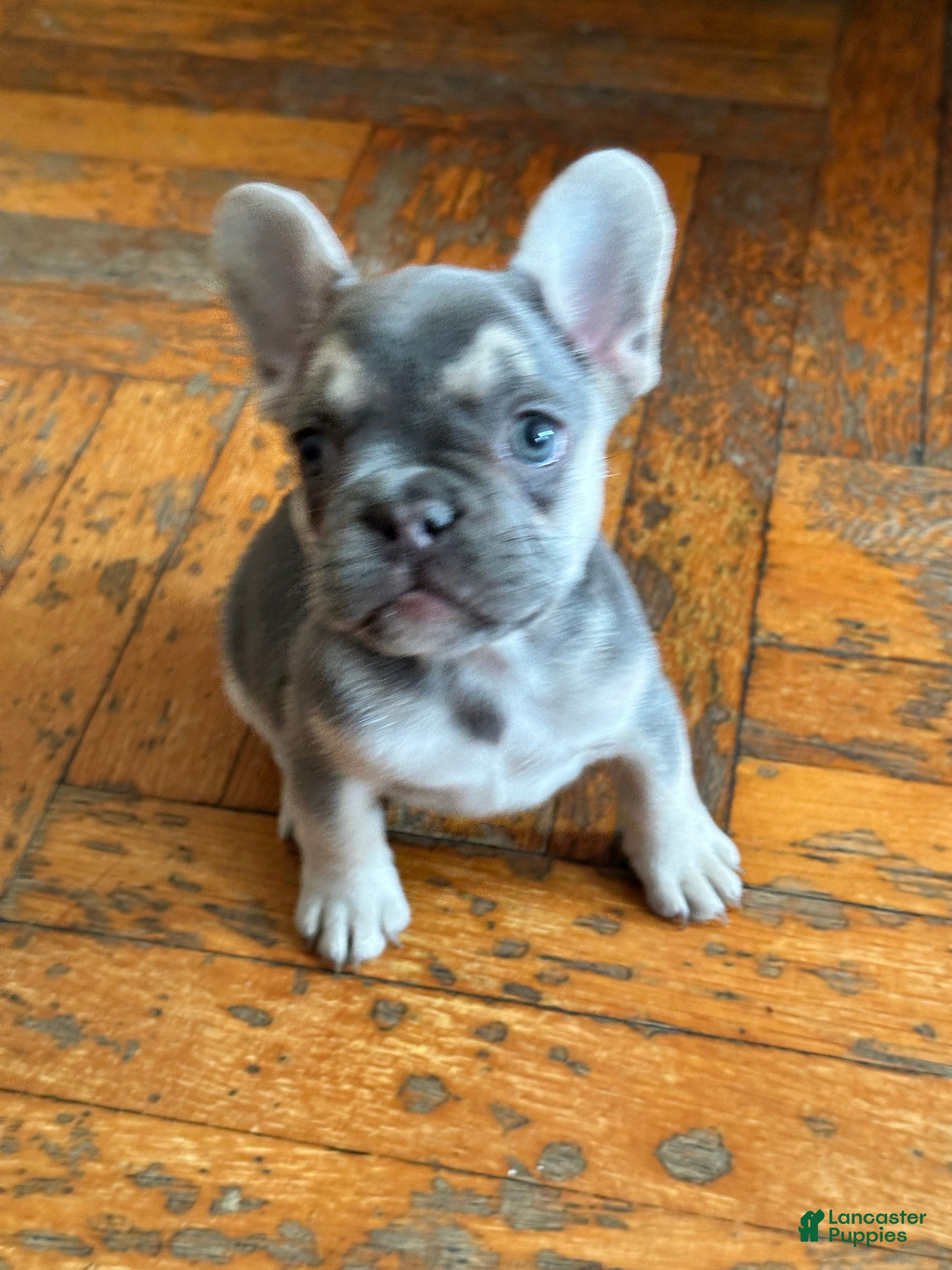 French Bulldog dogs for sale: Jelly 2 - Ad 33
