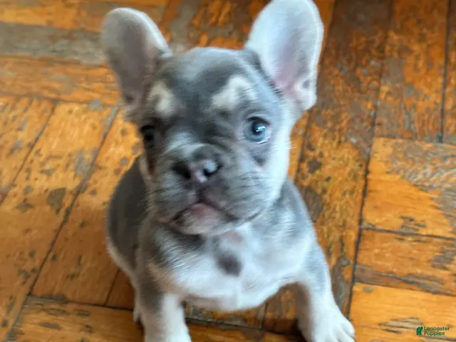 French Bulldog dogs for sale: Jelly 2 - Ad 33