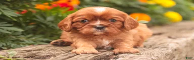 Florie Cavalier King Charles Spaniel 