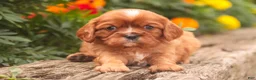 Cavalier King Charles Spaniel dogs for sale: Florie Cavalier King Charles Spaniel  - Ad 1