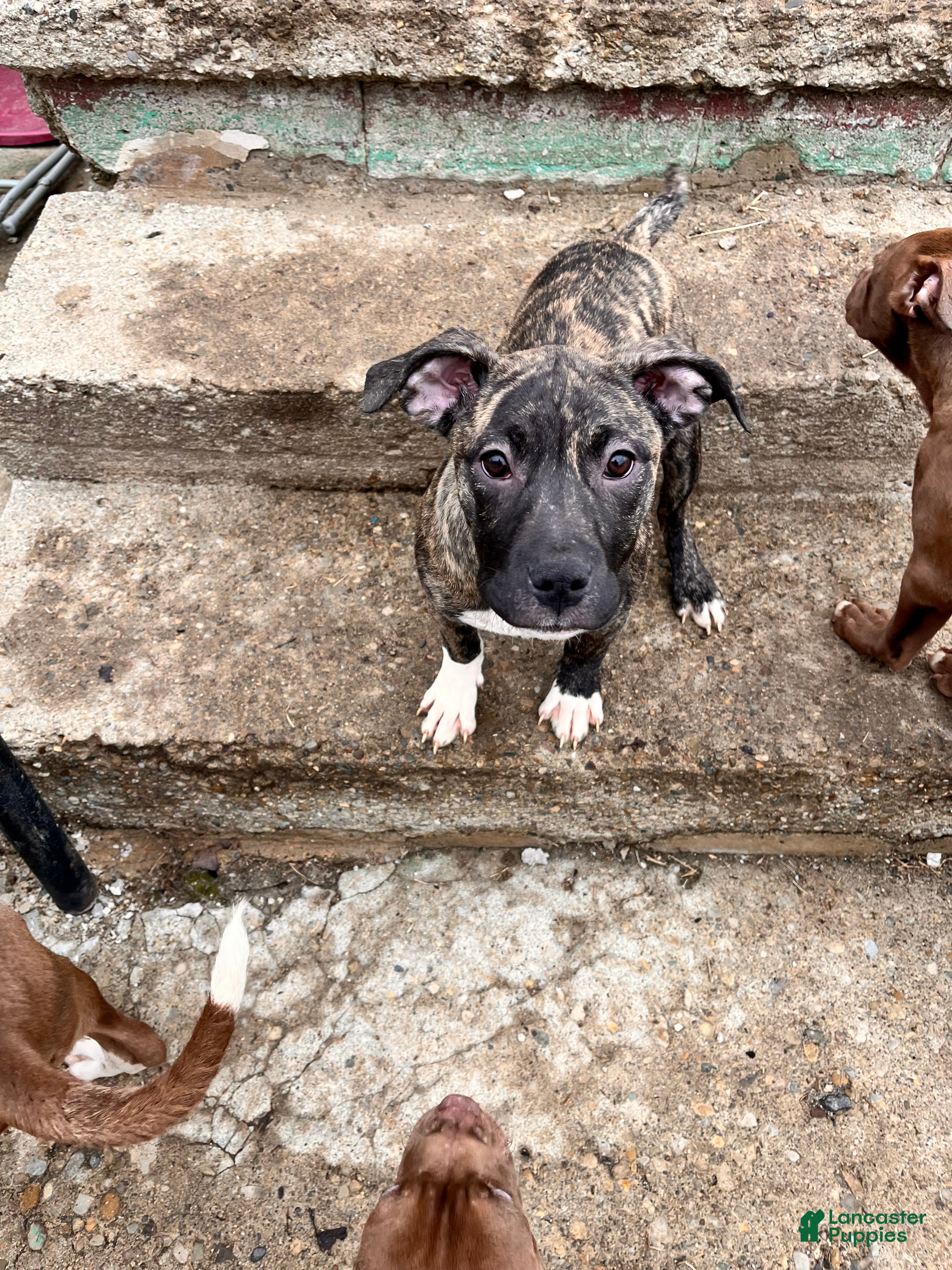 Staffordshire Bull Terrier dogs Staffordshire Bull Terrier Lilo - Ad 3