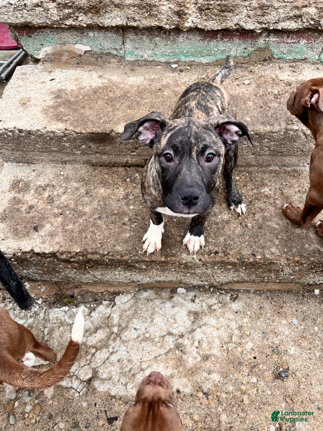 Staffordshire Bull Terrier dogs for sale: Staffordshire Bull Terrier Lilo - Ad 1