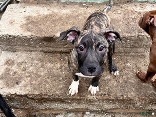 Staffordshire Bull Terrier dogs Staffordshire Bull Terrier Lilo - Ad 11