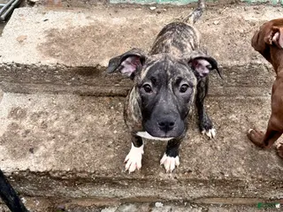 Staffordshire Bull Terrier dogs Staffordshire Bull Terrier Lilo - Ad 6