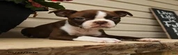 Boston Terrier dogs for sale: Murphy - Ad 3