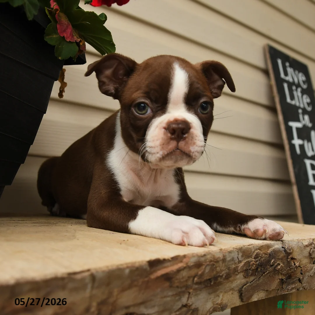 Boston Terrier dogs for sale: Murphy - Ad 3