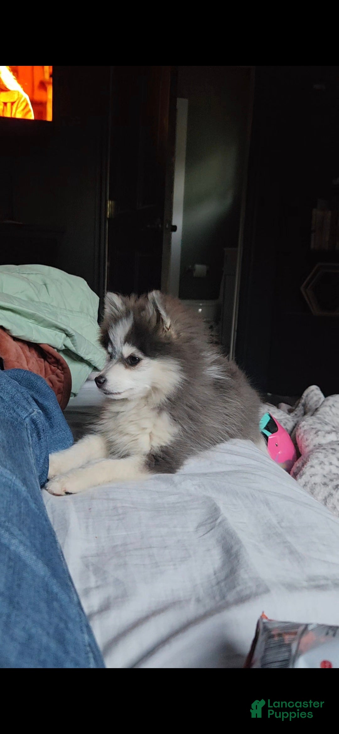 Pomsky dogs for sale: Periwinkle - Ad 2