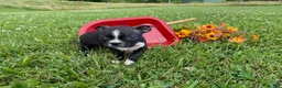 Boston Terrier dogs for sale: Rose - Ad 3