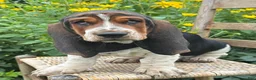 Basset Hound dogs for sale: Walter - Ad 16
