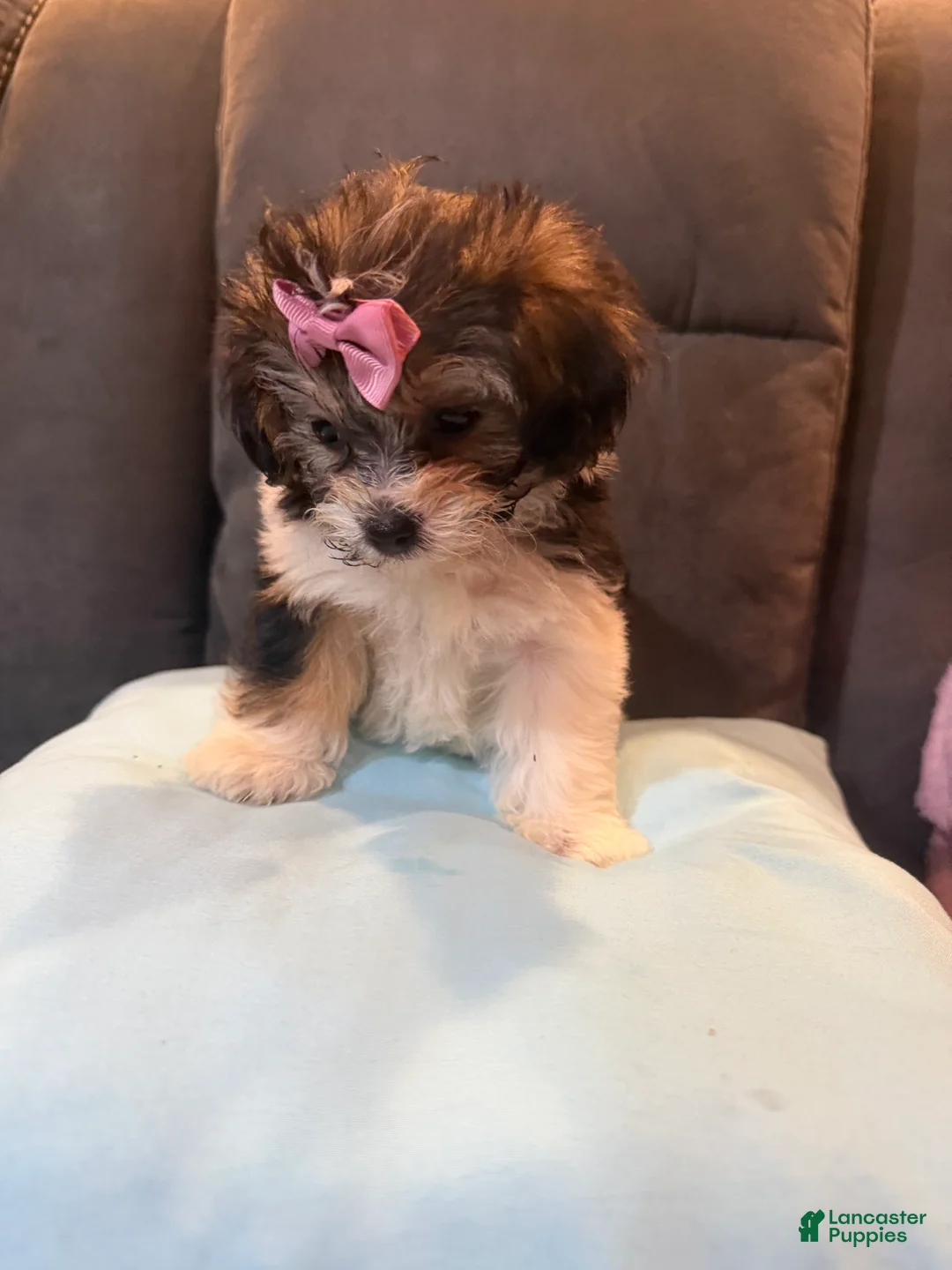 Mixed Breed dogs for sale: Molly - Ad 2