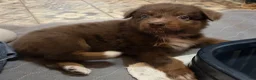 Australian Shepherd dogs for sale: Ruby - Ad 3