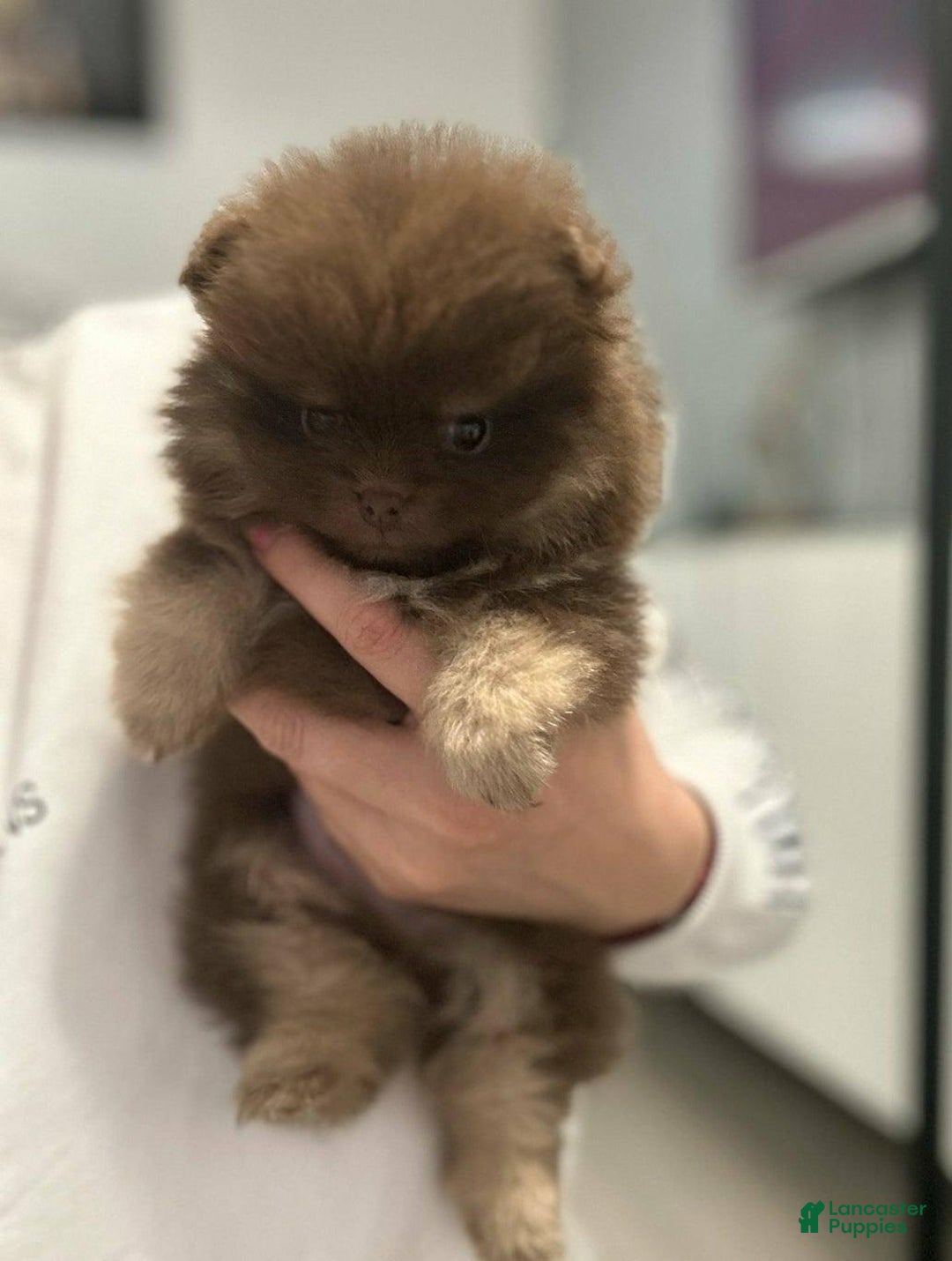 Pomeranian dogs for sale: Benji - Ad 1