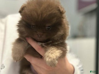 Pomeranian dogs Benji - Ad 12