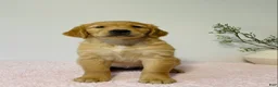 Golden Retriever dogs for sale: Daisy  - Ad 3