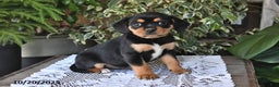 Mixed Breed dogs for sale: Roxie - Ad 1