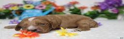 Cockapoo dogs for sale: Pistachio  - Ad 4