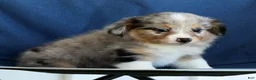 Mixed Breed dogs for sale: Connie - Ad 6