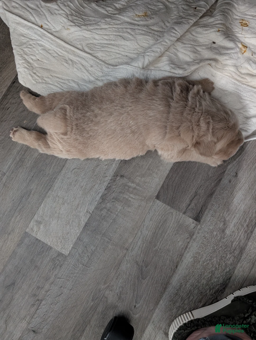 Mixed Breed dogs for sale:  Puppy 2 - Ad 2