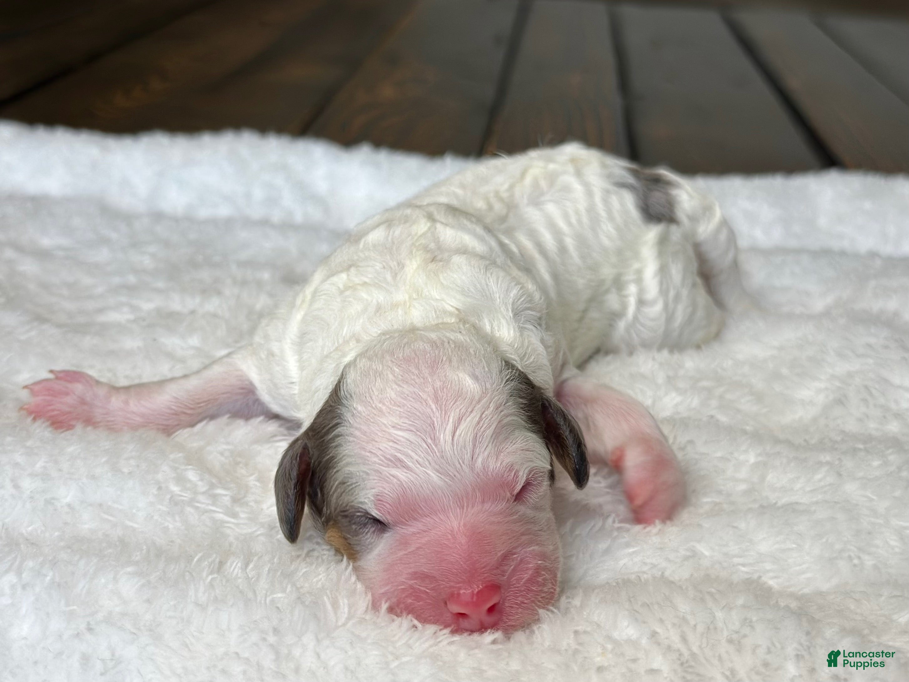 Mixed Breed dogs Parti Phantom Merle Micro Mini - Ad 2