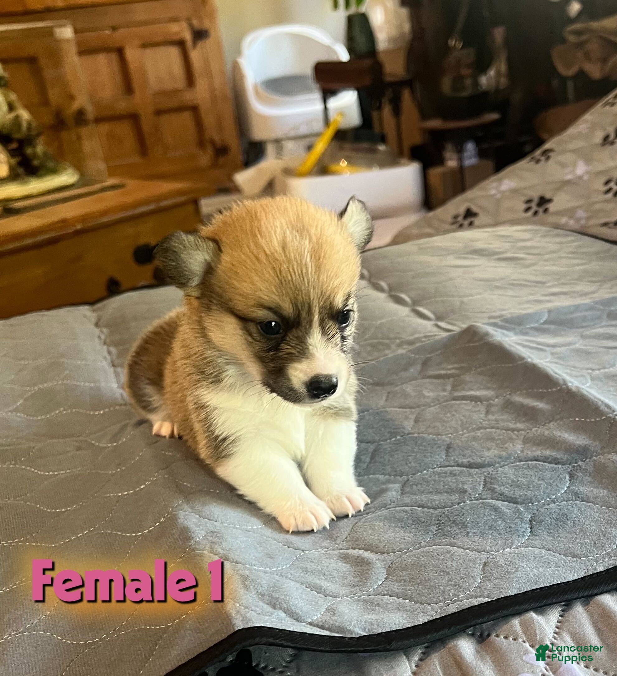 Welsh Corgi Pembroke dogs Welsh Corgi Pembroke Puppy 3 - Ad 2