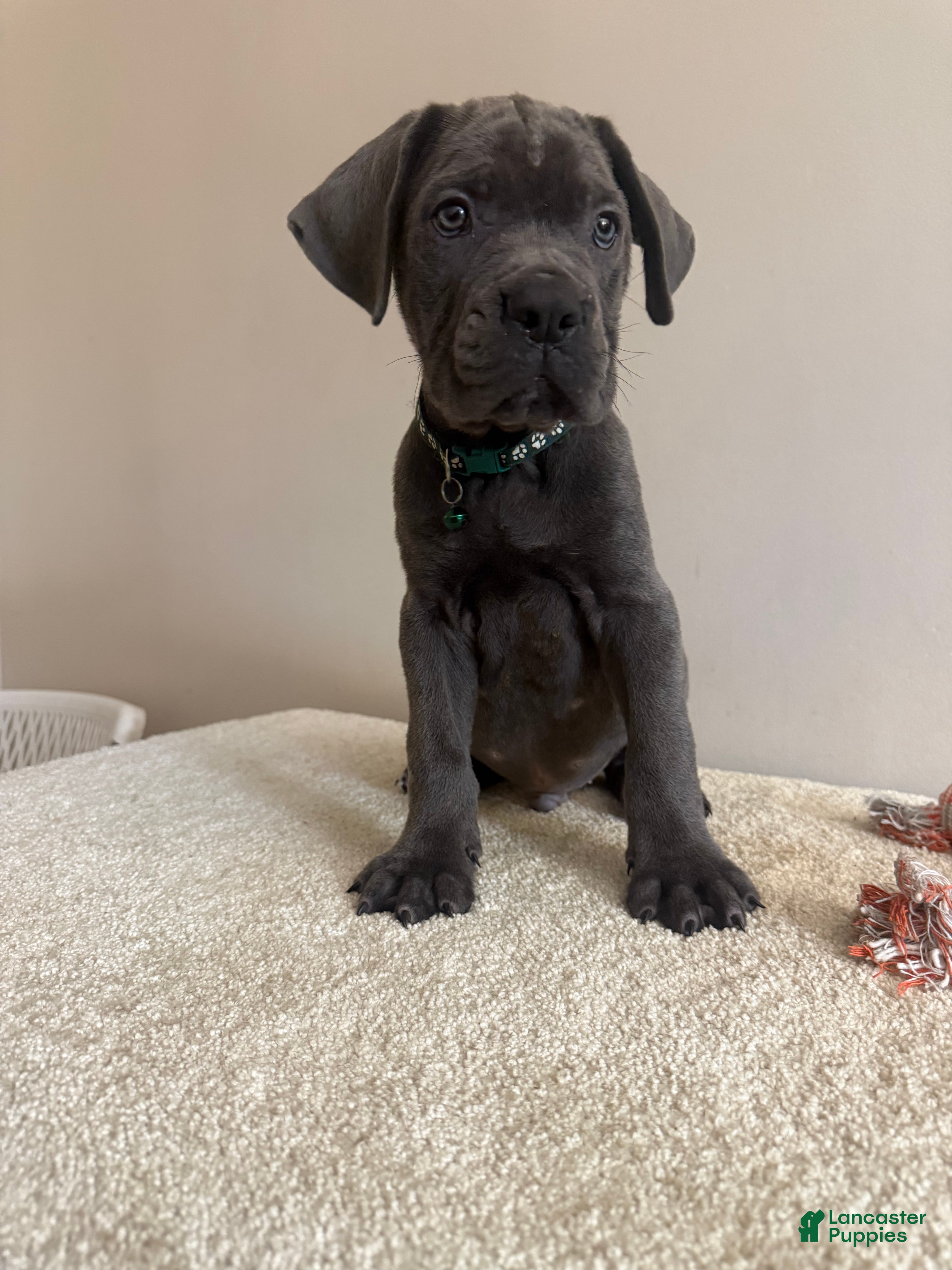 Cane Corso dogs for sale: Ghost  - Ad 1