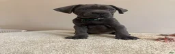 Cane Corso dogs for sale: Ghost  - Ad 1