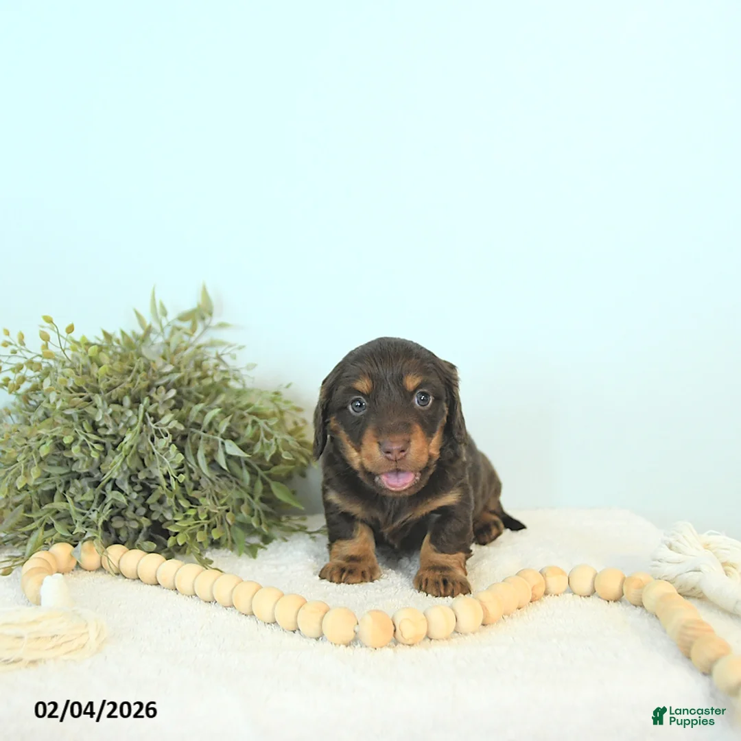 Miniature Dachshund dogs for sale: Brody - Ad 3