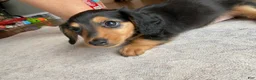 Miniature Dachshund dogs for sale: Missy - Ad 4