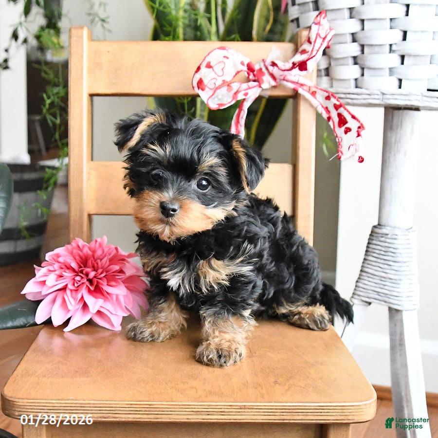 Yorkiepoo dogs Freddie - Ad 34