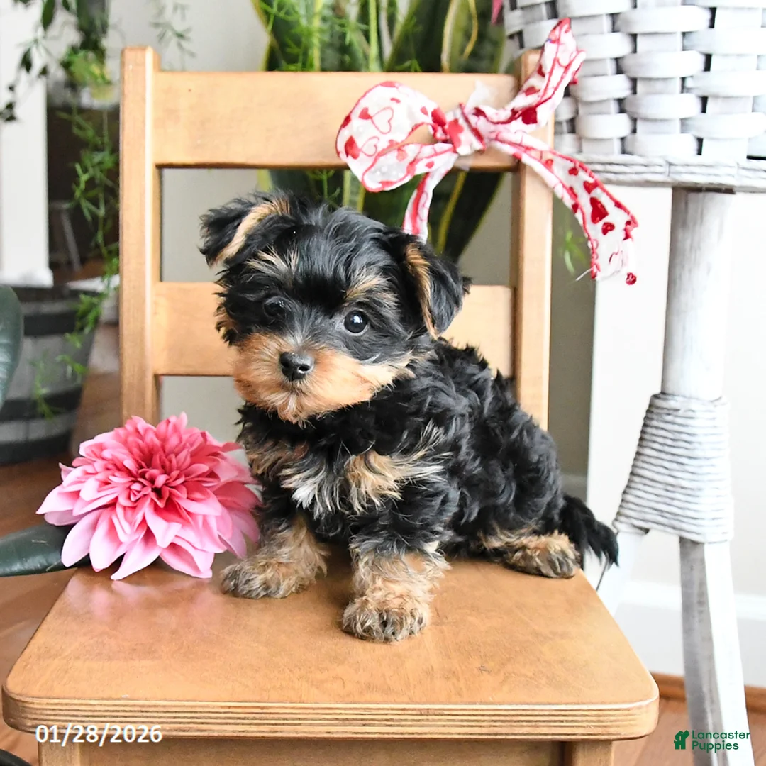 Yorkiepoo dogs for sale: Freddie - Ad 1