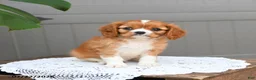 Cavalier King Charles Spaniel dogs for sale: Biscuit - Ad 5