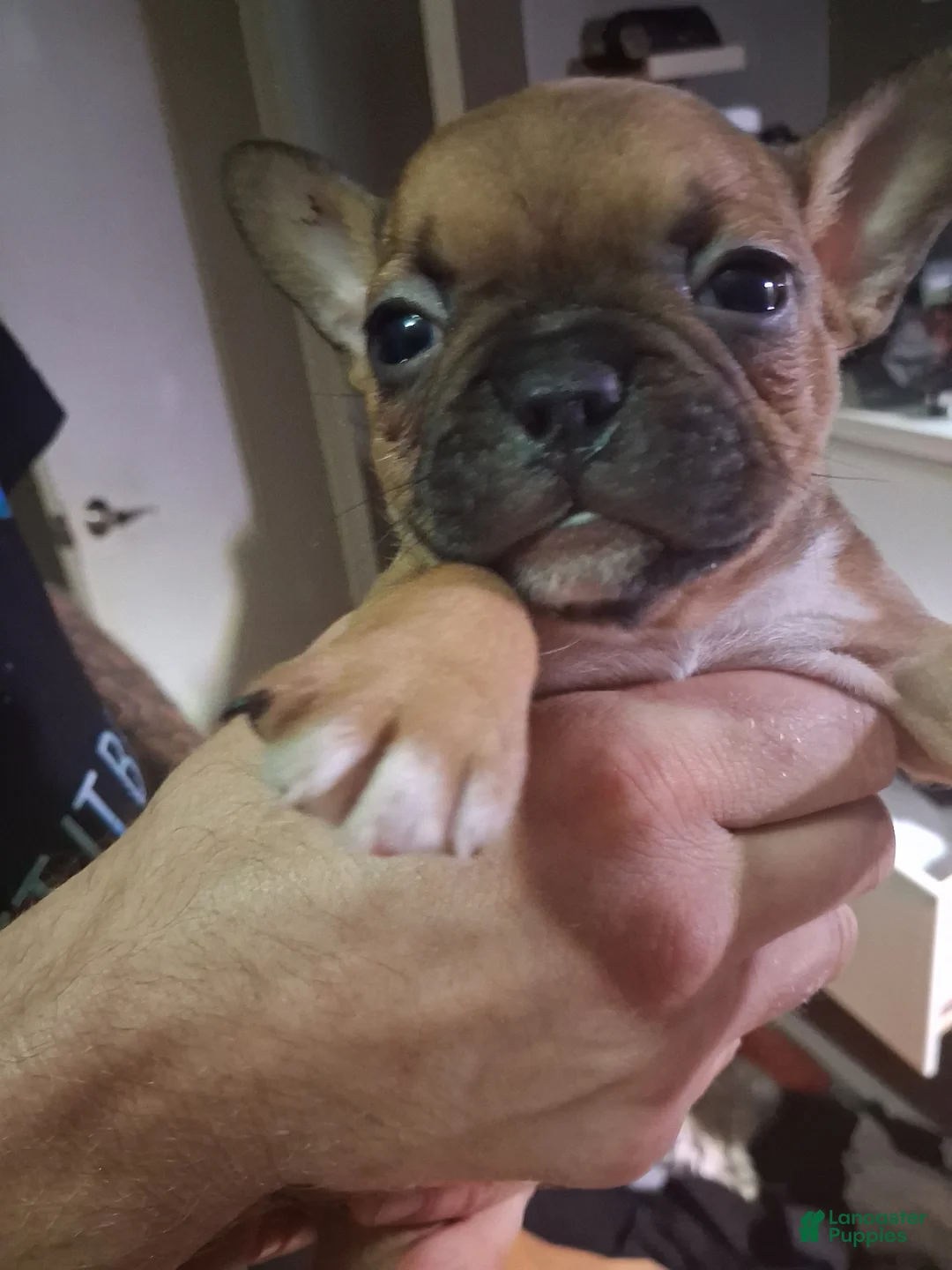 French Bulldog dogs for sale: Caramello  - Ad 2